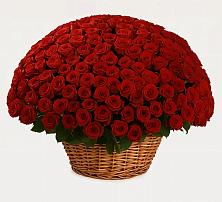 Премиум букет из: Розы в Димитровграде